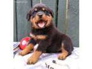 Rottweiler Puppy for sale in Grants Pass, OR, USA