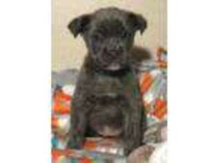 Cane Corso Puppy for sale in Naples, TX, USA
