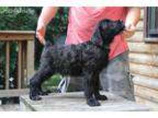 Black Russian Terrier Puppy for sale in Minocqua, WI, USA
