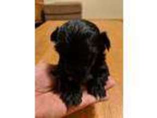 Havanese Puppy for sale in Cartersville, VA, USA