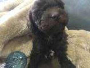 Mutt Puppy for sale in Rainsville, AL, USA