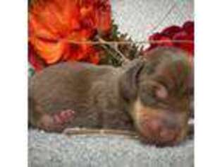 Dachshund Puppy for sale in Wooldridge, MO, USA