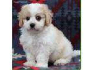 Cavachon Puppy for sale in Fairfax, VA, USA
