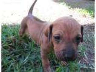 Rhodesian Ridgeback Puppy for sale in Haughton, LA, USA