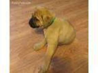 Bullmastiff Puppy for sale in Hutchinson, KS, USA