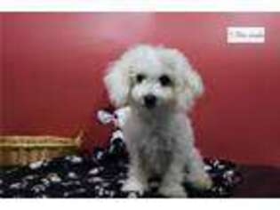 Bichon Frise Puppy for sale in Fort Wayne, IN, USA