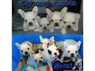 French Bulldog Puppy for sale in NORTH HOLLYWOOD, CA, USA
