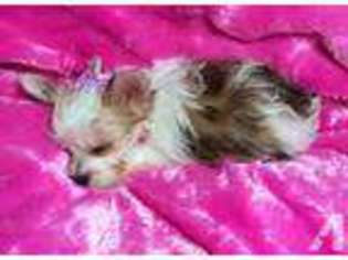 Yorkshire Terrier Puppy for sale in GRIFTON, NC, USA
