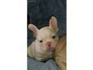 French Bulldog Puppy for sale in Bloomsbury, NJ, USA