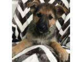 German Shepherd Dog Puppy for sale in Blountville, TN, USA