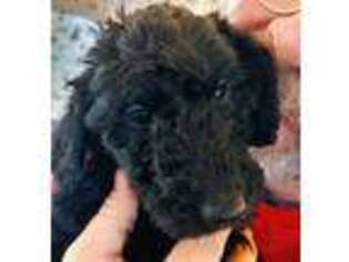 Labradoodle Puppy for sale in Pine City, MN, USA
