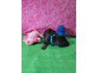 Rhodesian Ridgeback Puppy for sale in Apopka, FL, USA
