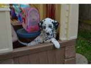 Dalmatian Puppy for sale in Yorktown, VA, USA
