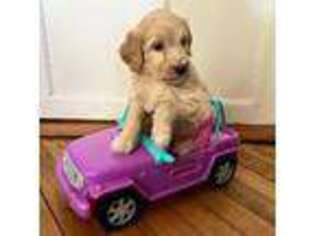 Goldendoodle Puppy for sale in Jacksonville, VT, USA