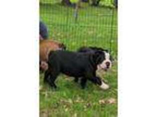 Bulldog Puppy for sale in Blooming Prairie, MN, USA