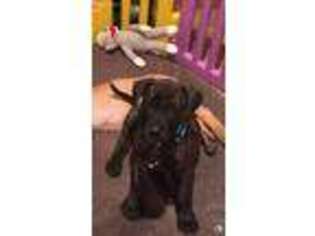 Great Dane Puppy for sale in Howell, MI, USA