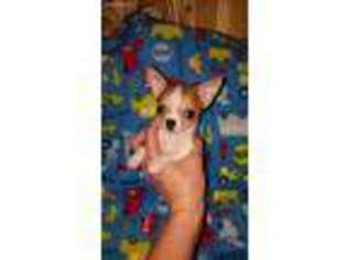 Chihuahua Puppy for sale in Independence, LA, USA