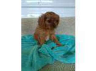 Cavalier King Charles Spaniel Puppy for sale in Coldwater, MI, USA