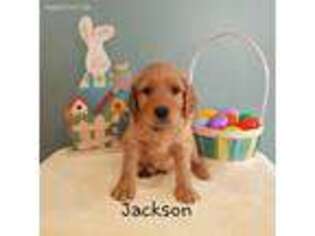 Goldendoodle Puppy for sale in Summit, NY, USA