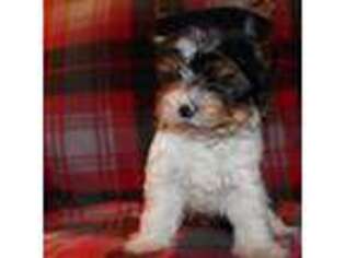Biewer Terrier Puppy for sale in Fernwood, ID, USA