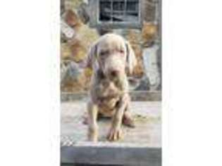 Weimaraner Puppy for sale in Mc Clure, PA, USA