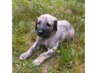 Irish Wolfhound Puppy for sale in Waynesburg, KY, USA