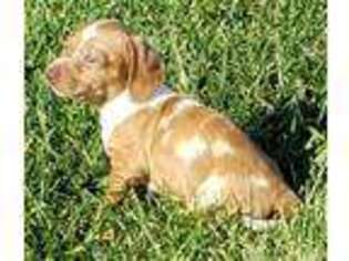 Dachshund Puppy for sale in Farmington, MO, USA