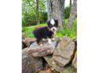 Miniature Australian Shepherd Puppy for sale in Taneyville, MO, USA