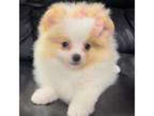 Pomeranian Puppy for sale in Blanchard, OK, USA