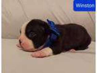 Boston Terrier Puppy for sale in Athens, OH, USA