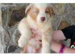 Australian Shepherd Puppy for sale in Norwood, NC, USA
