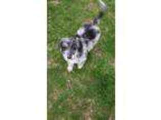 Mutt Puppy for sale in North Liberty, IN, USA