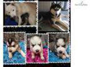 Siberian Husky Puppy for sale in Omaha, NE, USA