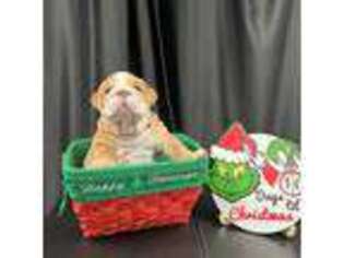 Bulldog Puppy for sale in Owasso, OK, USA