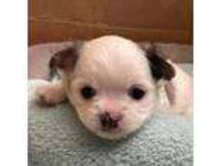 Chihuahua Puppy for sale in San Diego, CA, USA