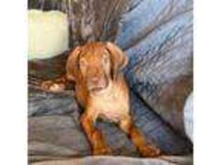 Rhodesian Ridgeback Puppy for sale in Golden, CO, USA