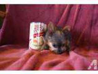 Yorkshire Terrier Puppy for sale in GRANT CITY, MO, USA