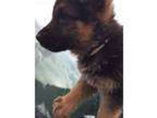 German Shepherd Dog Puppy for sale in Arcadia, MO, USA