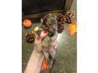 Pomeranian Puppy for sale in Siloam Springs, AR, USA