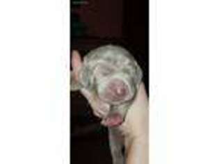 Weimaraner Puppy for sale in Vancouver, WA, USA