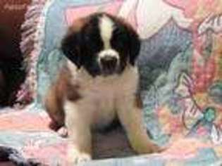 Saint Bernard Puppy for sale in Hyde Park, UT, USA