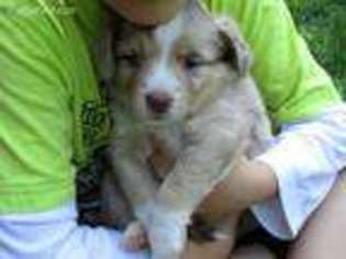 Miniature Australian Shepherd Puppy for sale in Puyallup, WA, USA