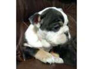 Olde English Bulldogge Puppy for sale in Creedmoor, NC, USA