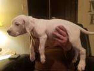 Dogo Argentino Puppy for sale in Hoover, AL, USA