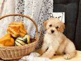 Medium Photo #1 Cavapoo Puppy For Sale in Stanley, WI, USA