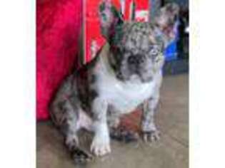 French Bulldog Puppy for sale in Olive Branch, MS, USA