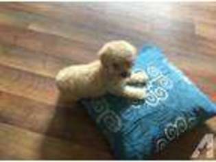 Mutt Puppy for sale in NAYLOR, GA, USA