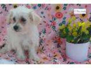 Schnoodle (Standard) Puppy for sale in Springfield, MO, USA