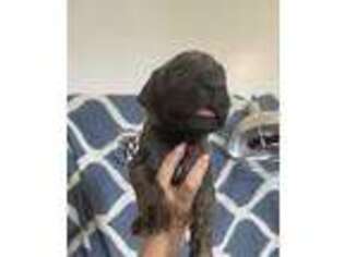 Great Dane Puppy for sale in Bloomington, IL, USA