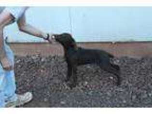German Shorthaired Pointer Puppy for sale in Show Low, AZ, USA